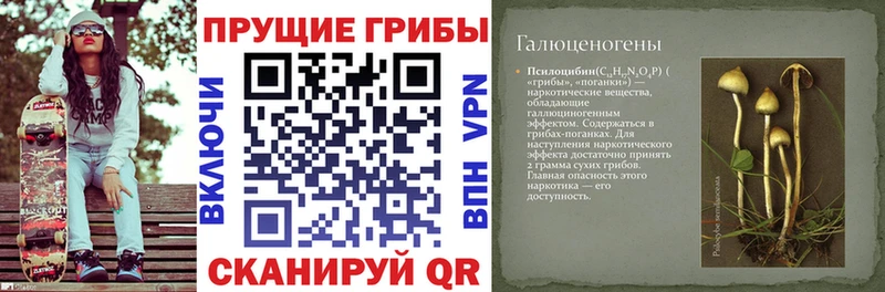 Псилоцибиновые грибы Psilocybine cubensis  Купить где  Мурино 
